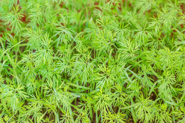 Plants of the dill in the garden at spring.