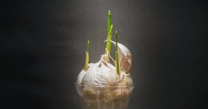 Garlic Sprouts Homegrown Cultivation Timelapse