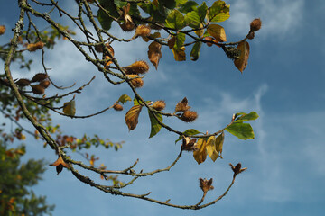 Herbstliche Buchenzweige