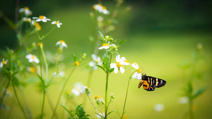 a picture of a butterfly sucking nectar © Giang