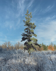 green fir in the winter forest