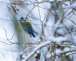 Eurasian blue tit (Cyanistes caeruleus) in the snow