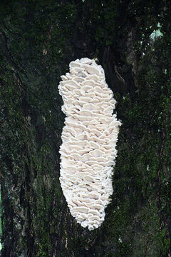 Climacodon septentrionalis, known as the Northern Tooth, a massive mushroom growing on a lime tree in Finland