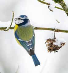 Eurasian blue tit (Cyanistes caeruleus) in the snow