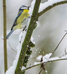 Eurasian blue tit (Cyanistes caeruleus) in the snow