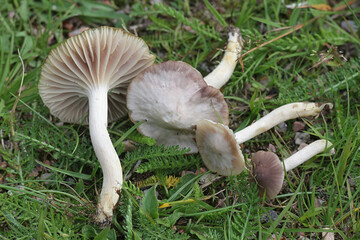Cuphophyllus lacmus, known also as Hygrocybe lacmus, grey waxcap, wild mushroom from Finland
