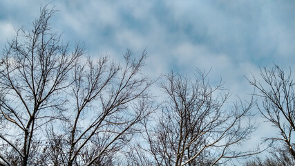 Fototapeta na wymiar Leafless branches silhouette on blue sky background. White clouds. Sunny weather. Space for text.