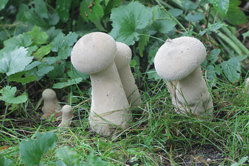 Handkea excipuliformis, known as the pestle puffball or long-stemmed puffball, wild mushrooms from Finland