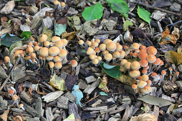 Hypholoma marginatum, known as the snakeskin brownie, wild mushroom from Finland
