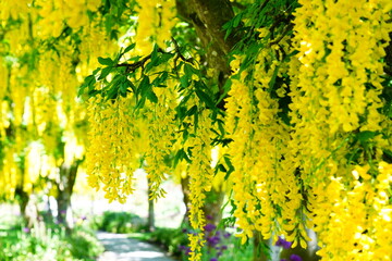 黄金に輝くキバナフジ、バンデューセン植物園カナダ