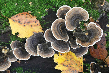 Trametes versicolor, commonly called the turkey tail or turkeytail, a bracket fungus from Finland