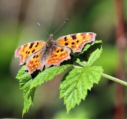 Schmetterling