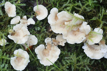 Sistotrema confluens, known as Aromatic Earthfan, wild mushroom from Finland