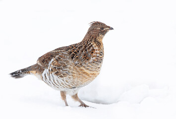 Ruffed grouse female isolated on white background walking around in the winter snow in Ottawa, Canada