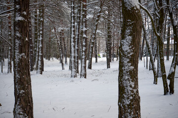 zimowe drzewa w parku 