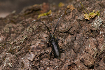 Kleiner Eichenbock (Cerambyx scopolii)	