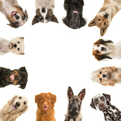 Portraits of different kind of breeds of dogs looking at the camera in a square with copy space in the middle isolated on a white background