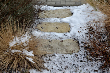 perennial flowerbeds with grasses and hornbeam hedge in winter with snow. constrast of ornamental...