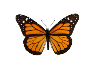 Fototapeta na wymiar Orange monarch butterfly with spread wings isolated on a white background