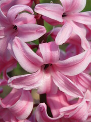 close up of pink hyacinth blossom