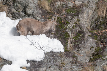 Your ibex on the rock (Capra ibex)