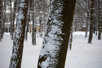 zimowe drzewa w parku  - obrazy, fototapety, plakaty