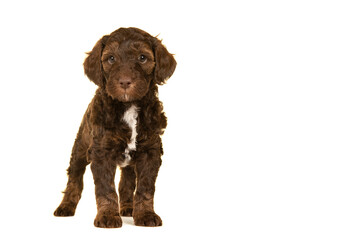 Cute brown labradoodle puppy standing isolated on a white background looking at the camera seen from the front with space for copy