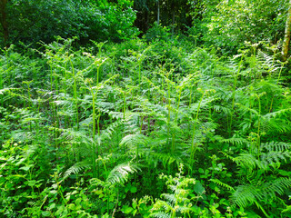 Gentle green vegetation in the forest