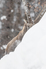 Alpine ibex digs in the snow (Capra ibex)