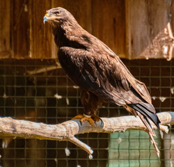 Beautiful eagle sitting on a branch on a sunny day in summer