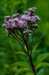 Joe Pye Weed Growing In The Park