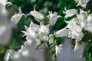 White bluebell flowers on a dark green foliage background.