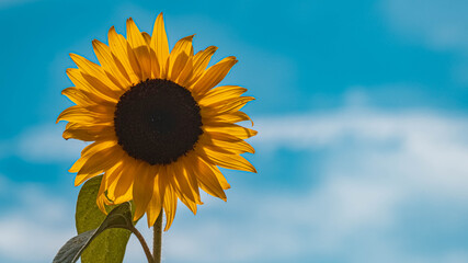 Beautiful sunflower on a sunny day in summer