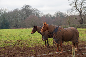 Polo Horse at Cowdray estate, West Sussex