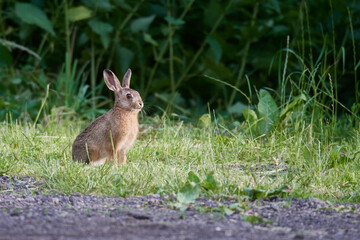Wildkaninchen in urbaner Umgebung	