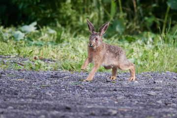 Wildkaninchen in urbaner Umgebung	