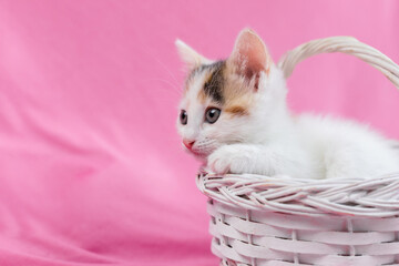 Fototapeta na wymiar Cute and lovely kitten is sitting in a white wicker basket on a pink background. Place for text. Pets