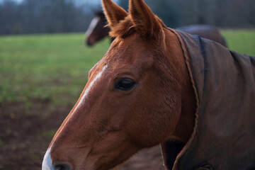 Polo Horse at Cowdray estate, West Sussex