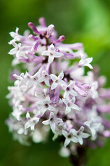 blooming lilac bush
