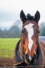 Polo Horse at Cowdray estate, West Sussex