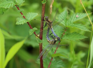 Libelle
