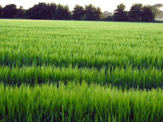 Green farmland and trees