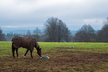 Polo Horse at Cowdray estate, West Sussex