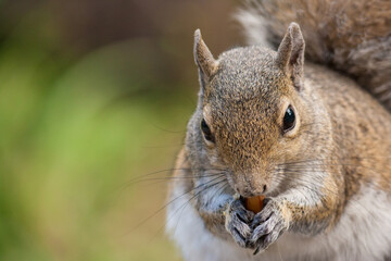 Naklejka na ściany i meble Closeup squirrel headshot. Eating nuts.