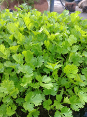 Green coriander 