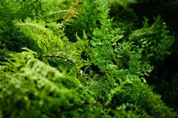 Wet leaves because of rain