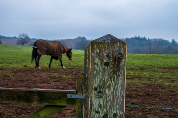 Polo Horse at Cowdray estate, West Sussex