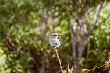 The Lilac Breasted Roller (Coracias caudatus) is beautiful and colorful. This African bird