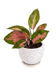 Aglaonema houseplant(Chinese Evergreen) in modern white and black  ceramic container isolated on white with clipping path`