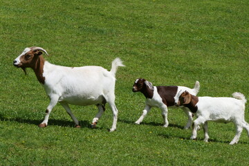 White brown goat family with mother and two kids on a lush meadow